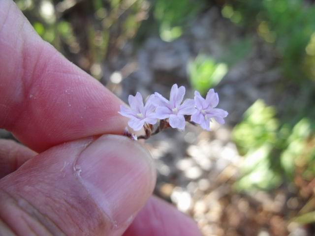 Limonium?